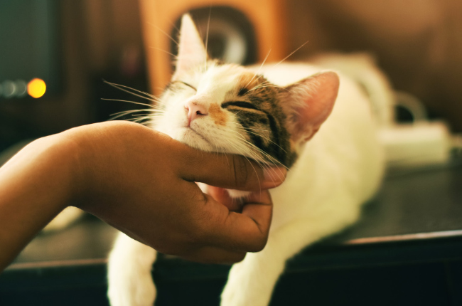 Cat Café