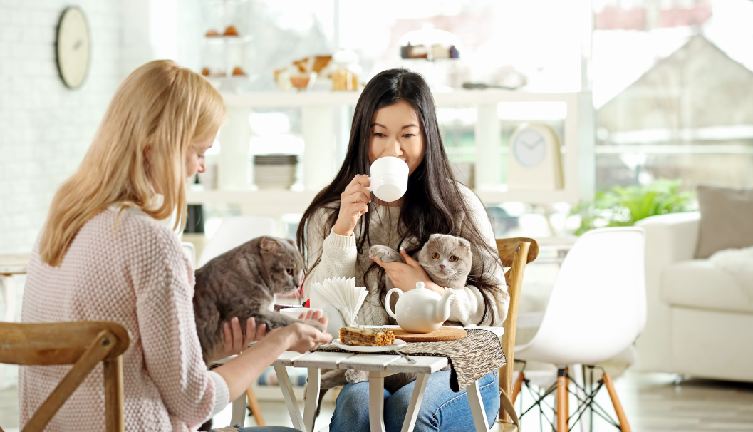 Cat Cafe