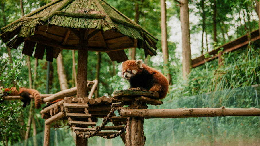 Werribee  Zoo Day